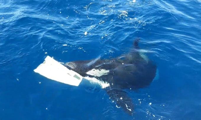 Cá voi sát thủ nhấn chìm du thuyền ở Gibraltar